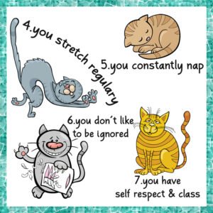 Signs-that-you-are-secretly-a-cat-4-5-6-7